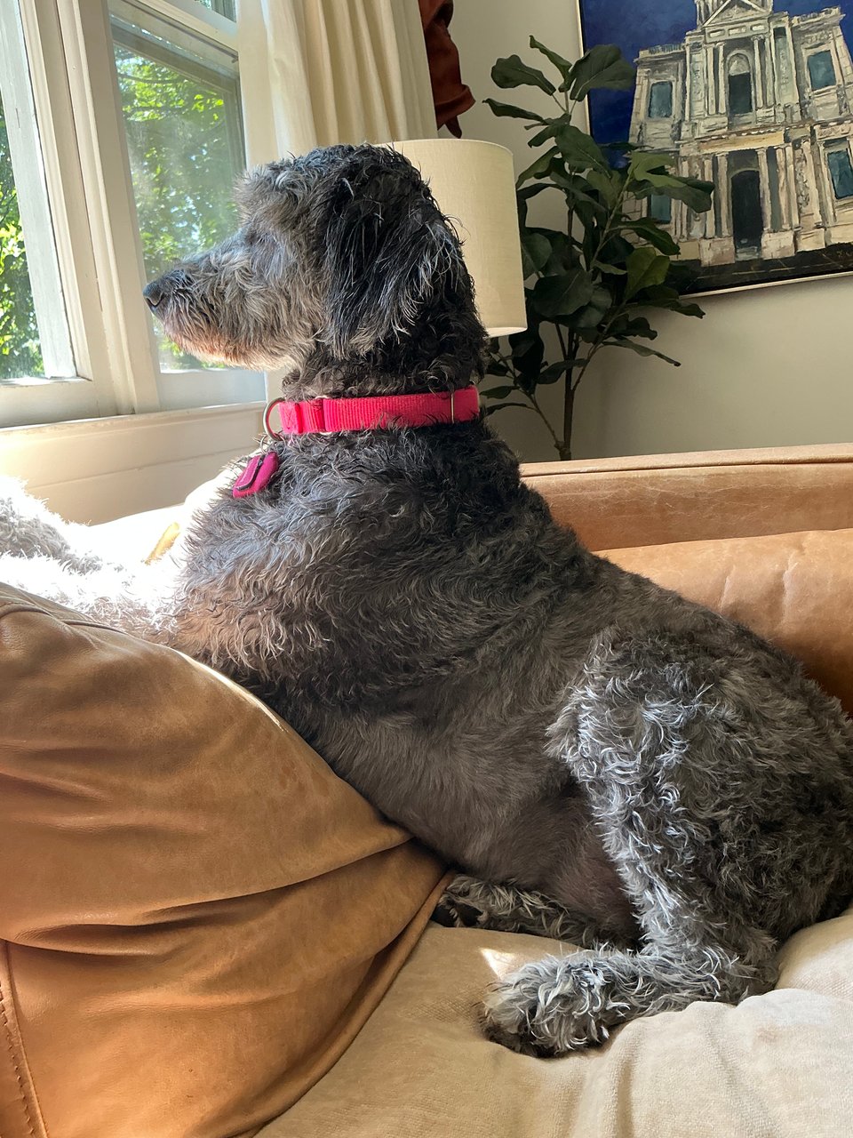 Photo of gray Aussiedoodle sitting on a light brown leather sofa, looking over the back of it out a window; she had a bath earlier and her fur is kinda matted and fluffy as she dries