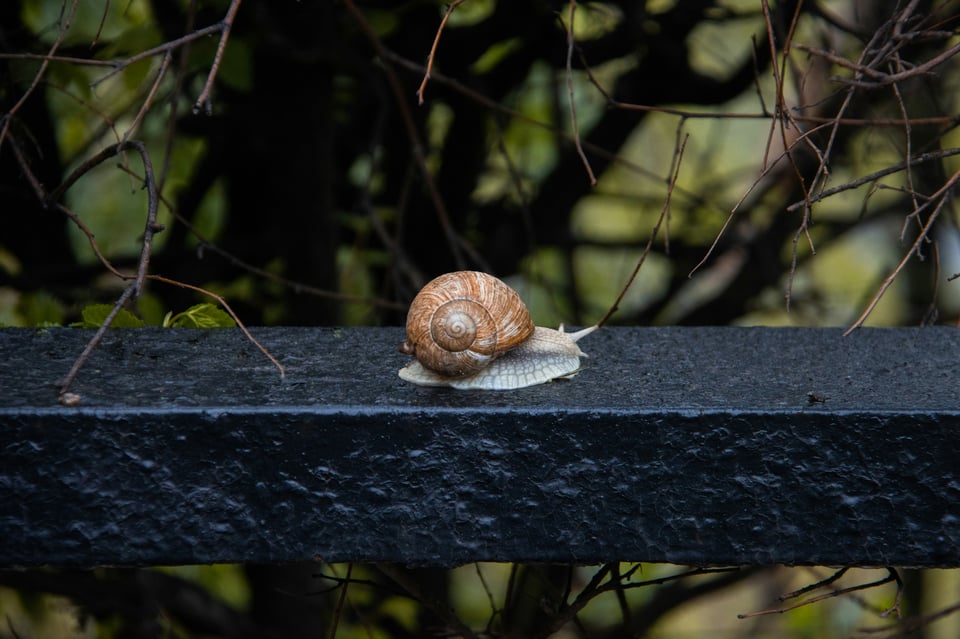 A snail on a railing