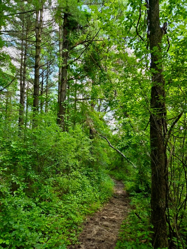 About a mile into the Cross Country Trail in the Hay Creek Unit, you find yourself in a remote area where plantation pines meet native hardwoods. Truly lovely, but perhaps best observed from horseback, given the rough and muddy trail. / Photo by Pamela Miller