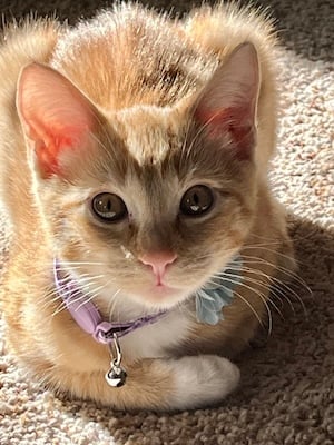 orange tabby named Pearl when she was a kitten. photo copyright Sam Cudney.