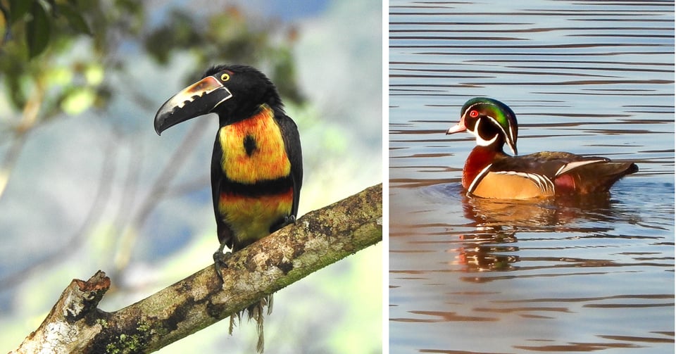 Left: This Collared Aracari appears especially exotic to Minnesota visitors in Costa Rica. / Photo by Janet Malotky Right: It’s easy to forget how amazing our own everyday birds are. For instance, the Wood Duck. / Photo by Steve Dietz