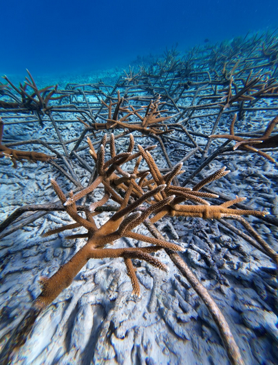 An underwater picture of planted coral reef.