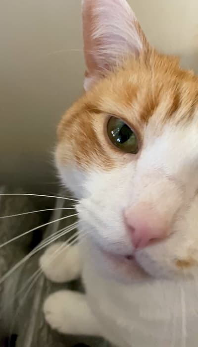 Photograph of Merle, an orange cat, looking at the photographer with love