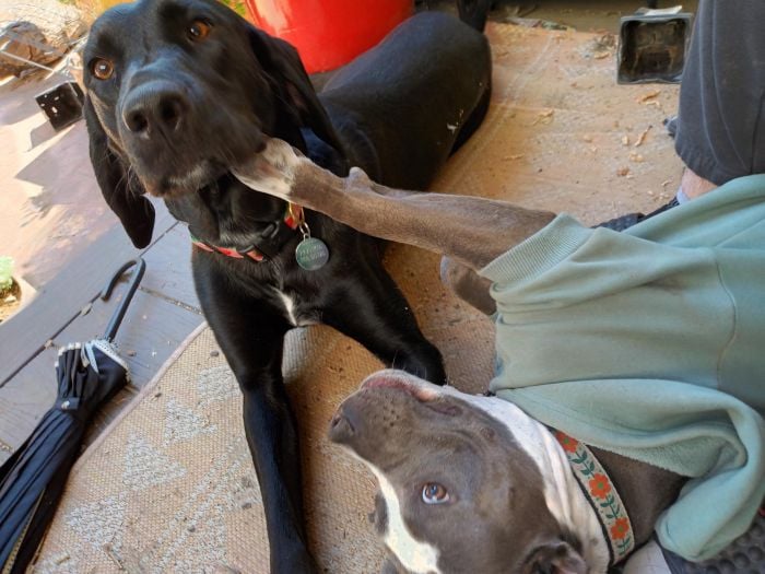 A large black dog lying on the ground, a smaller grey and white pit bull on her feet. The pit bull has one paw shoved in the underside of the black dog's jaw.