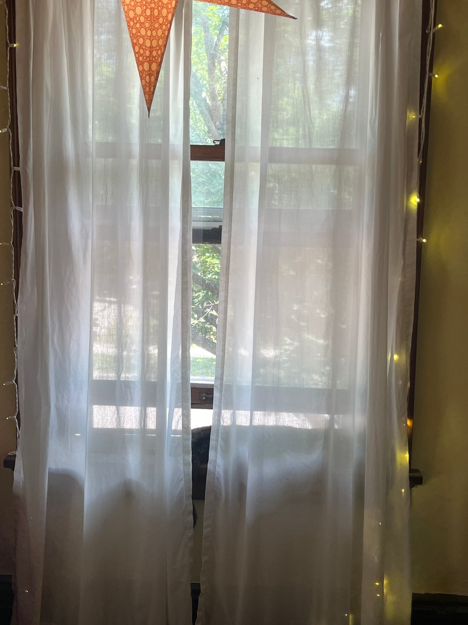 Nettle the cat asleep in a barely-open window, partially visible through sheer white curtains with fairy lights around the frame and a daylit tree on the other side