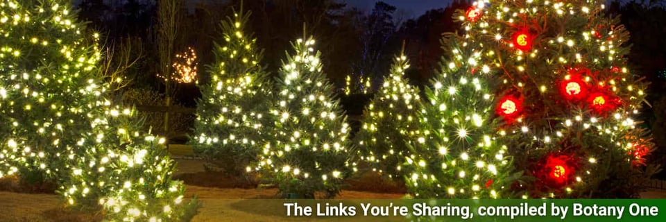 Christmas trees in a field, or maybe garden, lit with white lights in their branches under a dark sky.