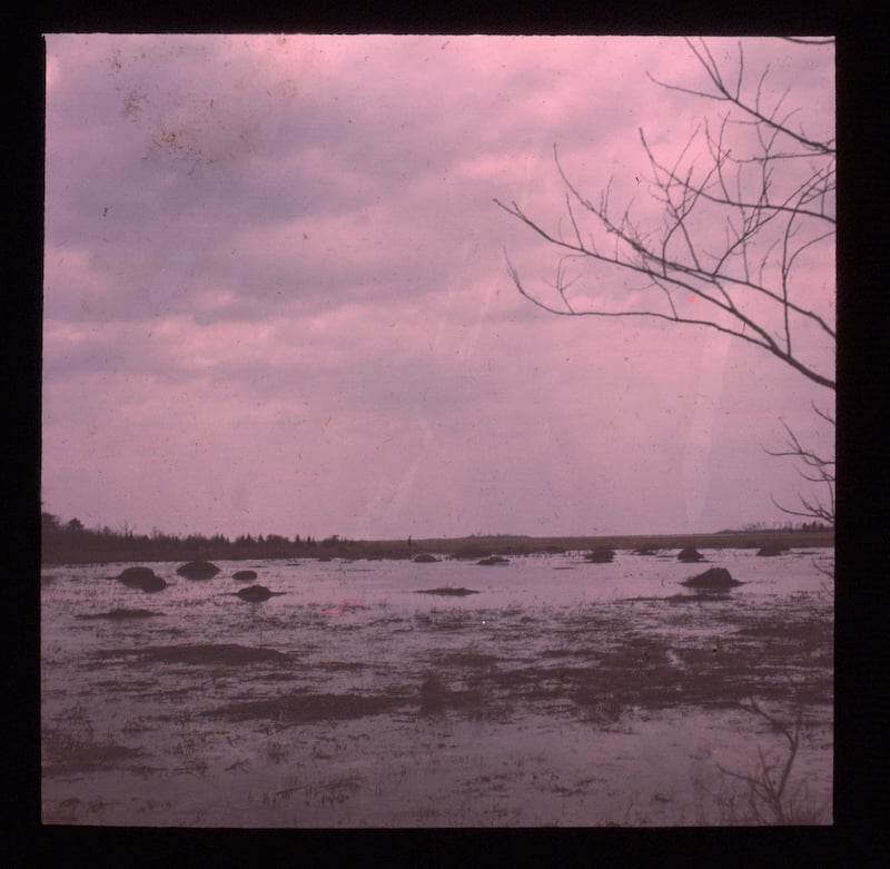 This is a scan of a glassplate negative of muskrat houses (which look like piles of brush) in a wetlands landscape.