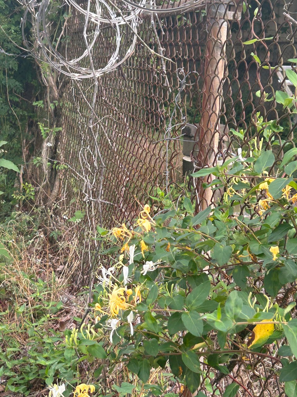 yellow and white honeysuckle threading a chainlink fence. barbed wire dangles low from the fence's crown.