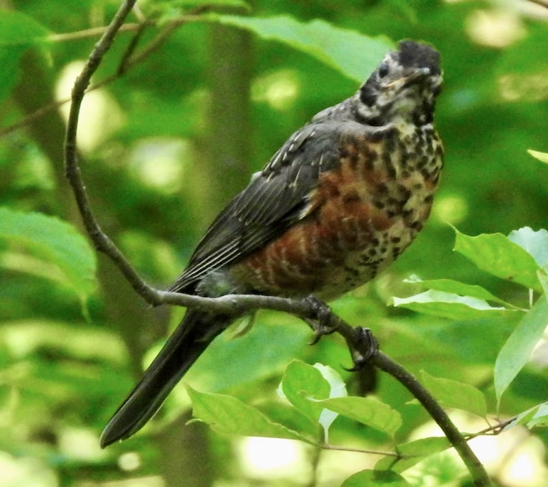 Juvenile robins appear somewhat impertinent, and a little … goth? (Does this photo remind you of your beloved human teenager?) Robins are so ubiquitous, and so we tend to ignore them. And yet we confess, they are one of our favorite birds. / Photo by Steve Dietz