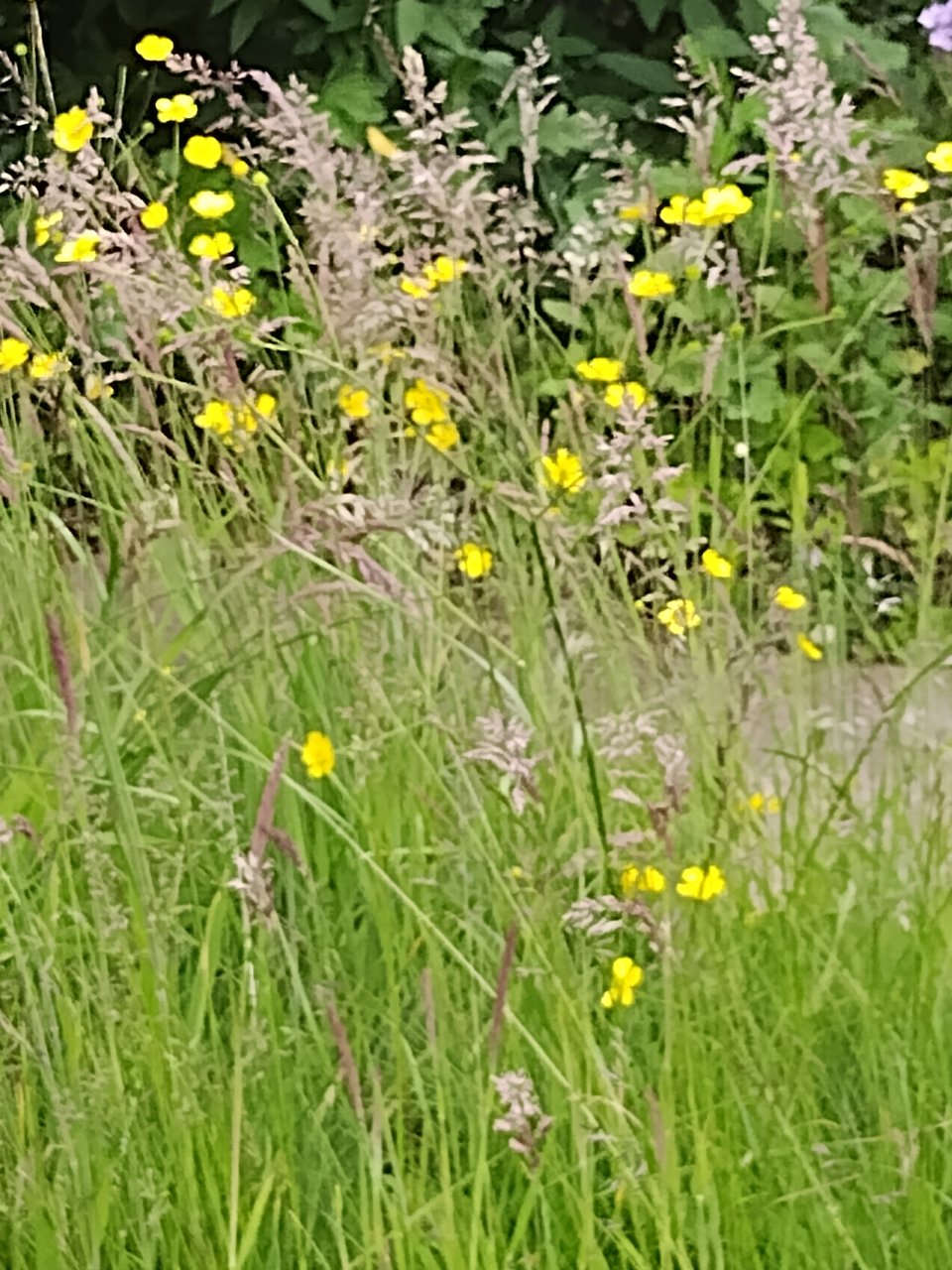 long seeding grass stems with buttercups growing through