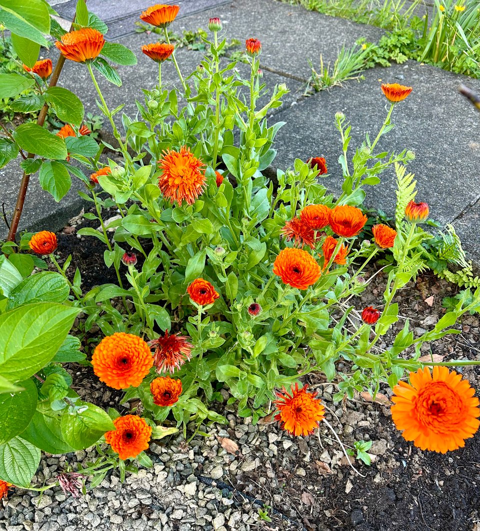 Bright orange calendula flowers and their apple green foliage.