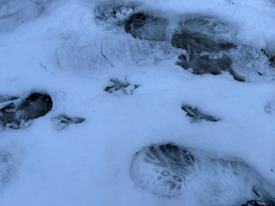 a photo of shoe prints in the snow along with little triangular prints like the hind feet of a raccoon or maybe a bird?