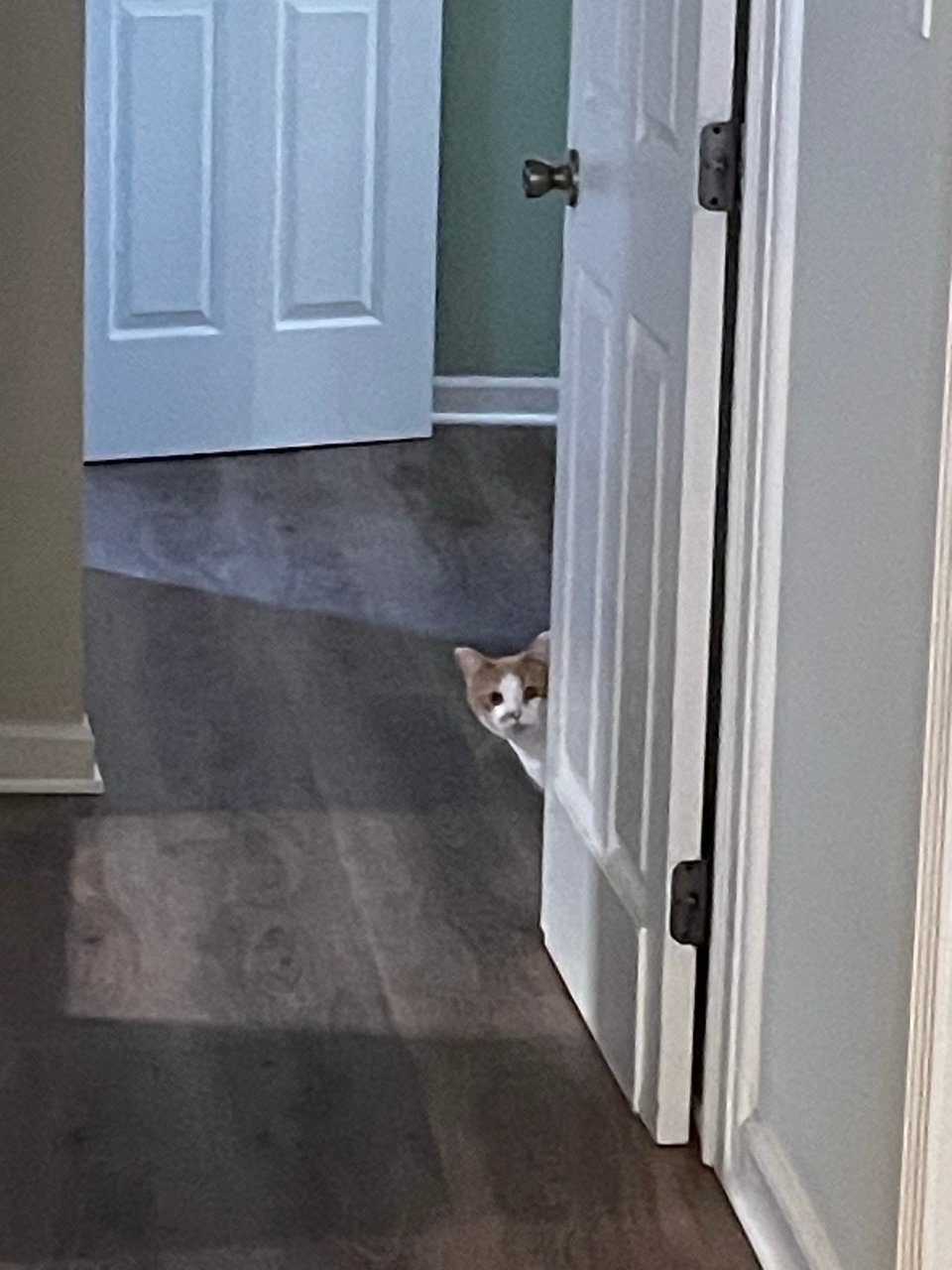 Timmy hiding from the HVAC repairman