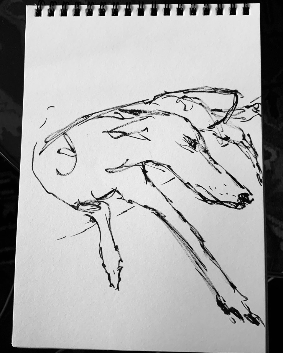 Photo of a sketchpad page, featuring a quick brush sketch of a greyhound on a sofa
