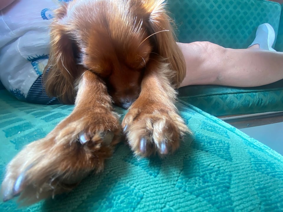 A lovely pup with his paws out.