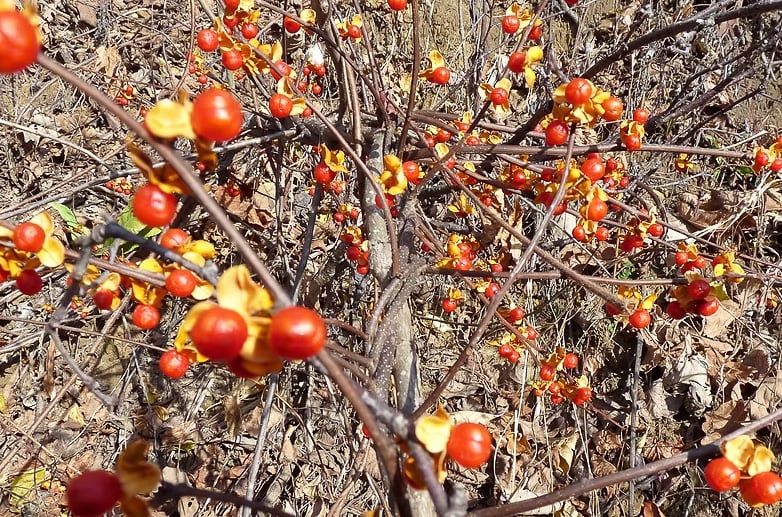 Bittersweet’s berries are pretty (and, we should add, easily spread by birds that ingest them, then poop them out) …