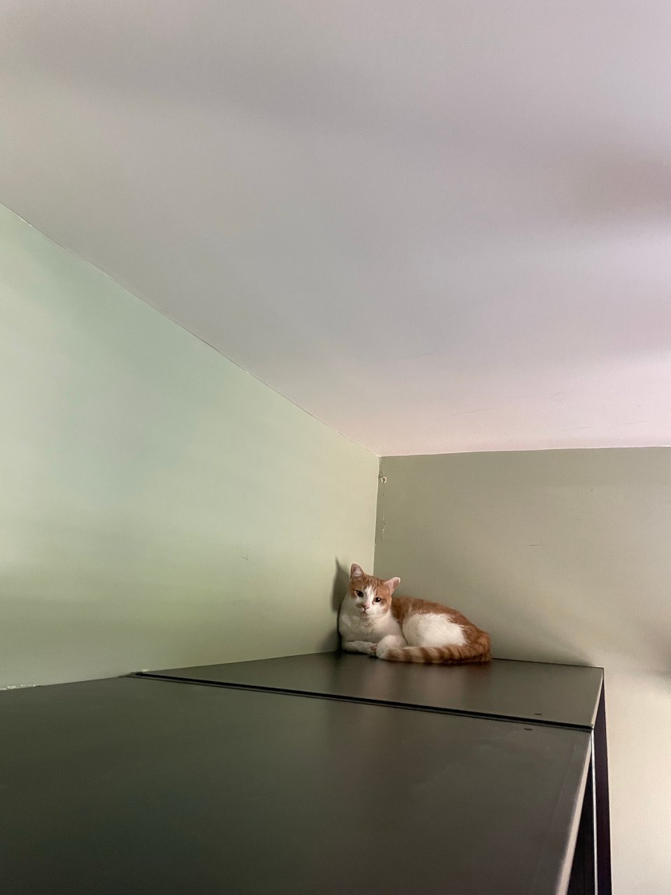 Timmy hiding in a corner