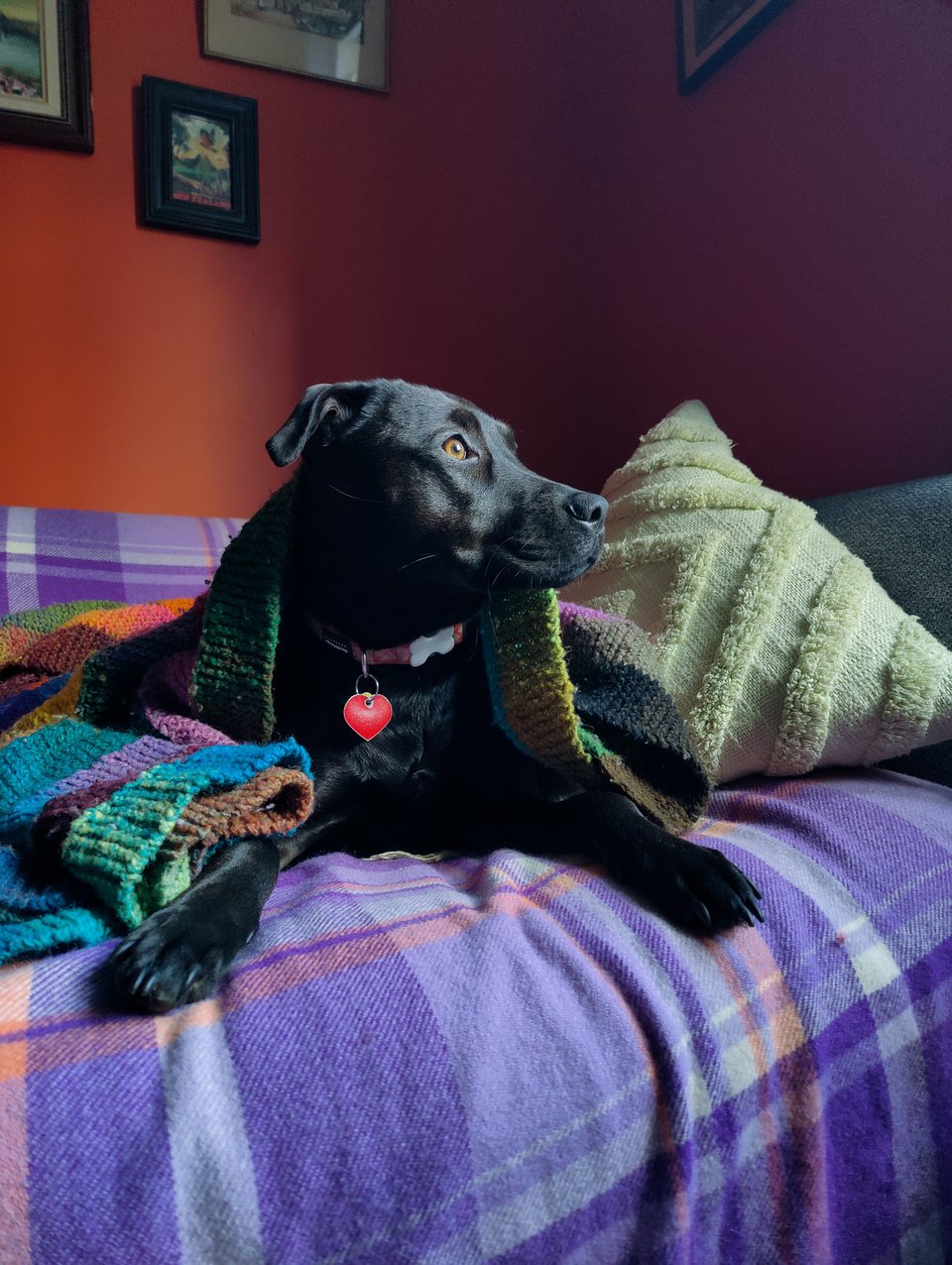 a black dog on a purple plaid blanket in front of orange walls