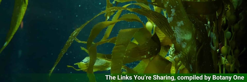 Seaweed in the depths of the ocean, possibly reducing the height of waves on the surface.