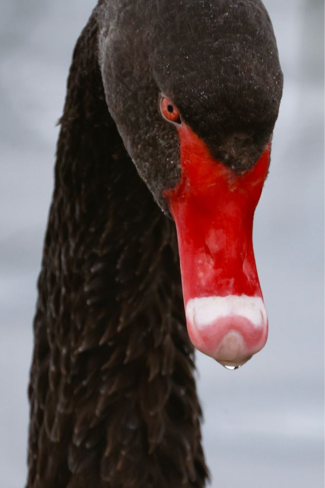 A close-up of a black swan's face, looking menacing