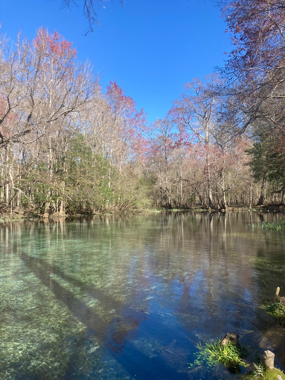 a view of the main spring bowl at Gilchrist Blue Spring. the water is very clear, and the trees mostly don't have leaves; it's late winter.