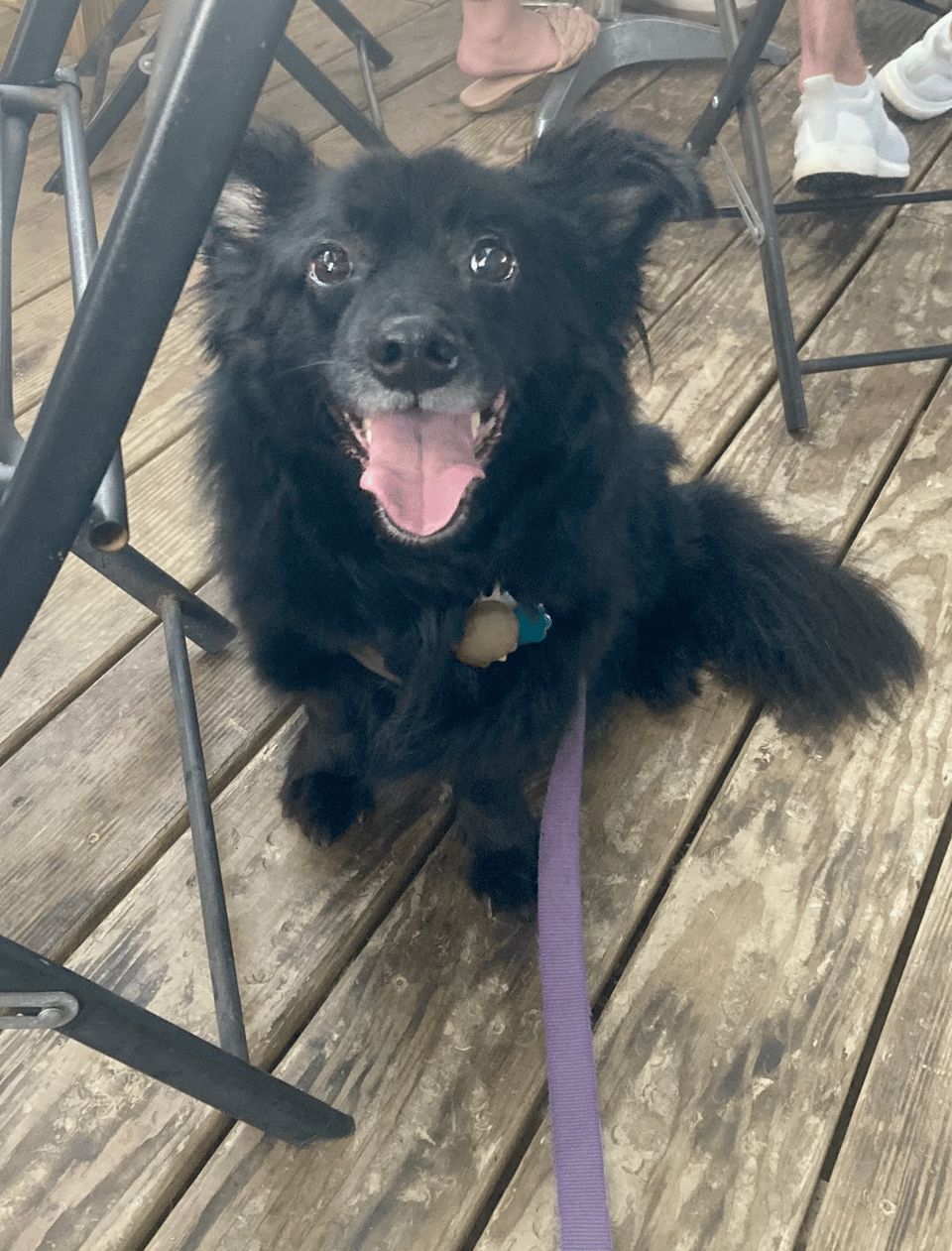 my dog Ume