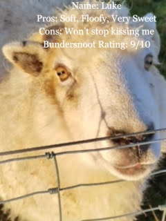 Picture of a sheep with the following text Name: Luke Pros: Soft, Floofy, Very Sweet Cons: Won't stop kissing me Bundersnoot Rating: 9/10