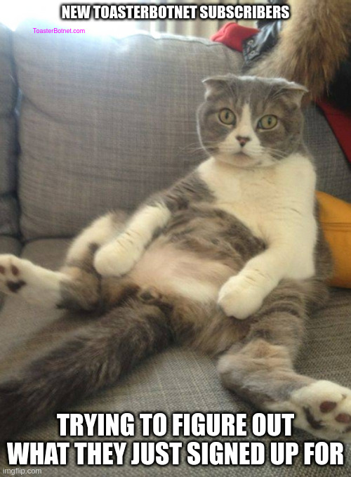 Cat MEME