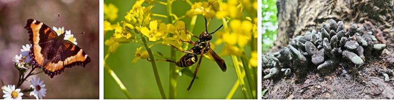 Left: Milbert's Tortoiseshell, Old Frontenac overlook, Sept. 23, 1977; photo by Kenneth Heiar. Center: Northern Paper Wasp, Sand Point, May 6, 2024; photo by earnoodles. Right: Dead Man's Fingers, Point No Point, June 22, 2024; photo by Emily Taege.