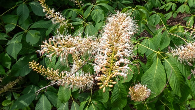 Bottlebrush Buckeye's long white flowers
