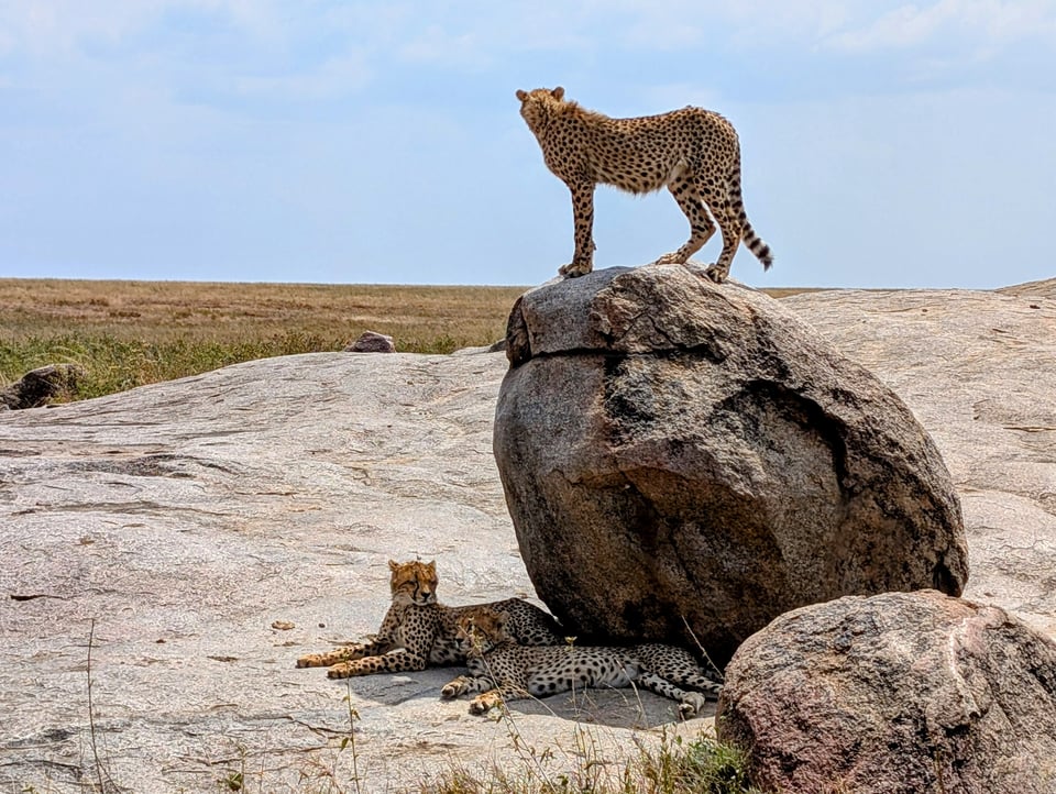 Three young cheetahs, two in the shadow of a boulder and one standing on the boulder.