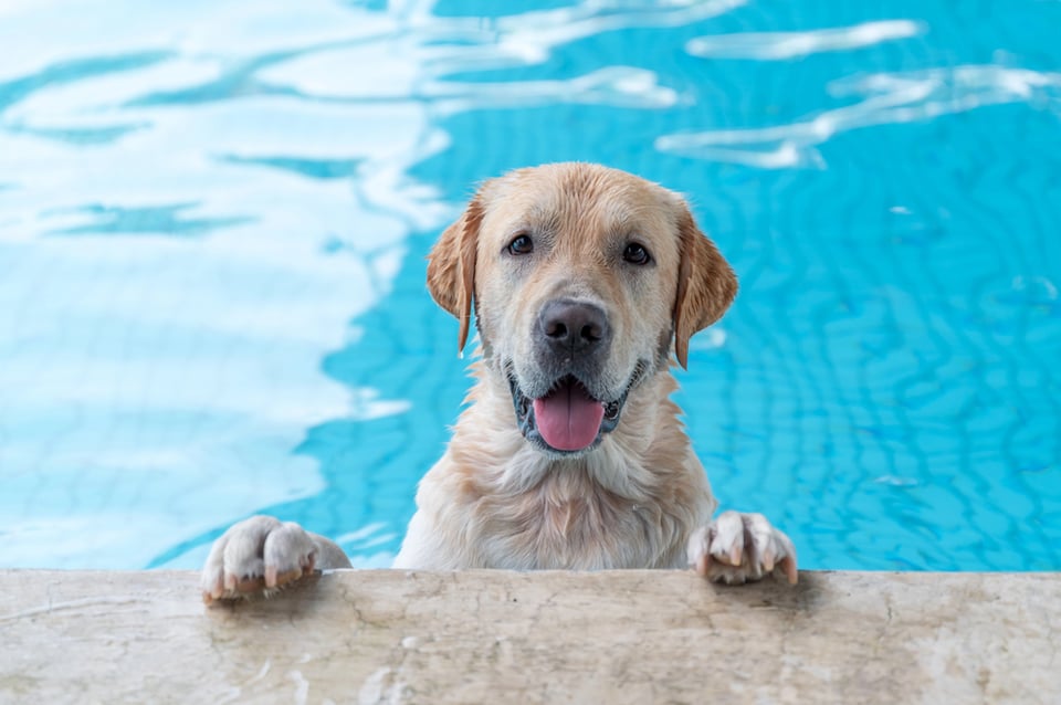 A happy Labrador retriever plays in a swimming pool