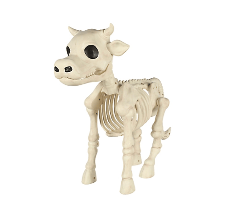A cow skeleton with big "eyes" (eye holes)