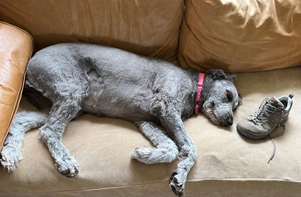 Photo of gray aussiedoodle lying on a light-brown leather sofa, with a hiking shoe next to her snout