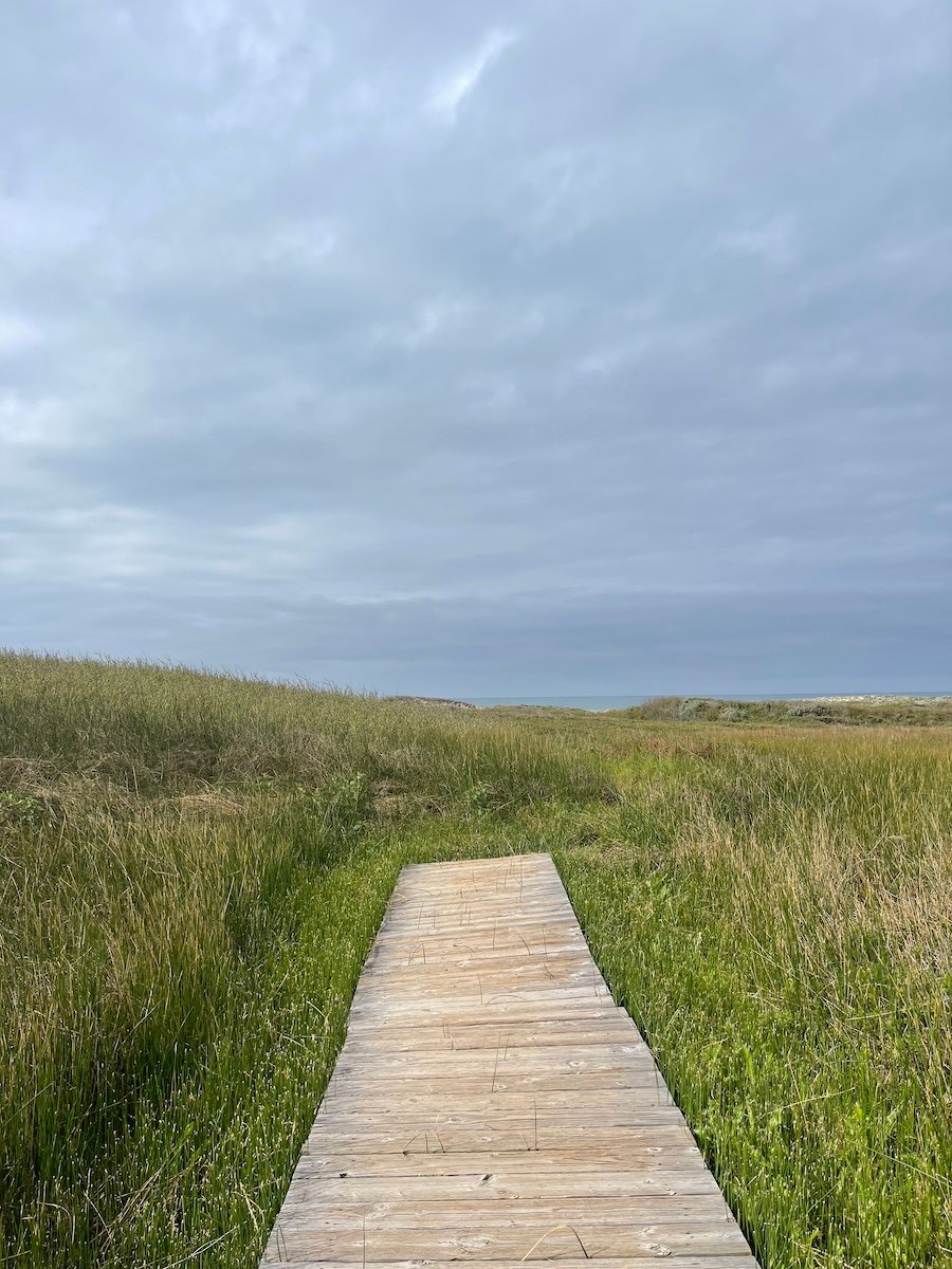 a wooden walkway in a grassy field