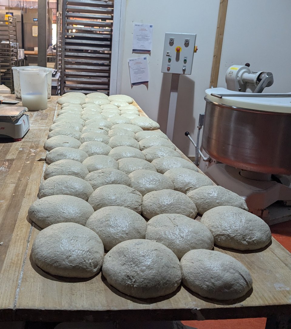 A baker's bench after the pre-shaping phase of bread-making. Dozens of glossy loaves are relaxing on top of the bench.