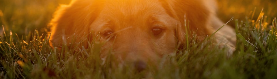 a dog laying in the grass lit by sunlight from behind