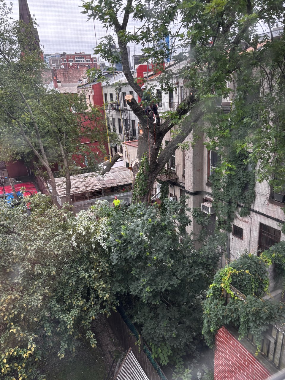 majestic Brooklyn tree being dismantled 