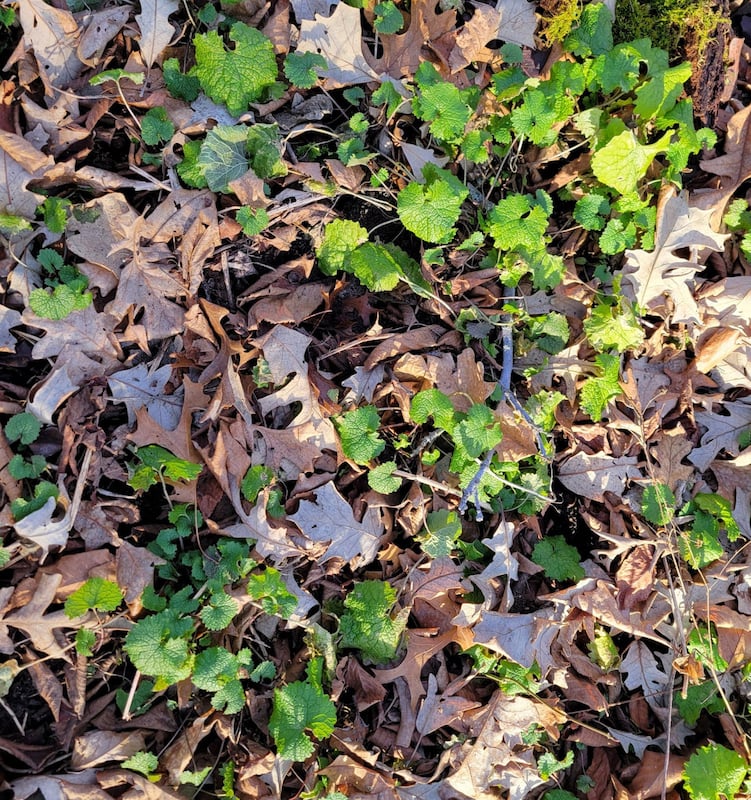 Here’s something we weren’t particularly happy to find in the park in February—invasive garlic mustard. Mercilessly opportunistic, it’s one of the first plants to pop up when it gets warm, and this year, that was February. Garlic mustard (Alliaria petiolata), which emits a soil chemical that discourages more desirable native species, should be pulled out by the root as soon as possible to prevent its spread. (Make pesto from it! Lots of pesto!) Also out early this year—deer ticks. Check yourselves after hikes, especially if you bushwhack or walk through tall grass. / Photo by Pamela Miller