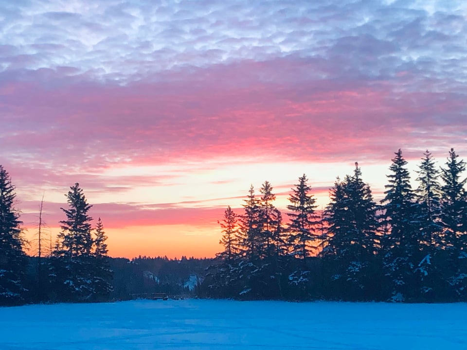 across a field of snow, fronted by the dark silhouettes of evergreens, a sunrise of pinks, oranges, purples, and yellows reflected against the underside of broken clouds