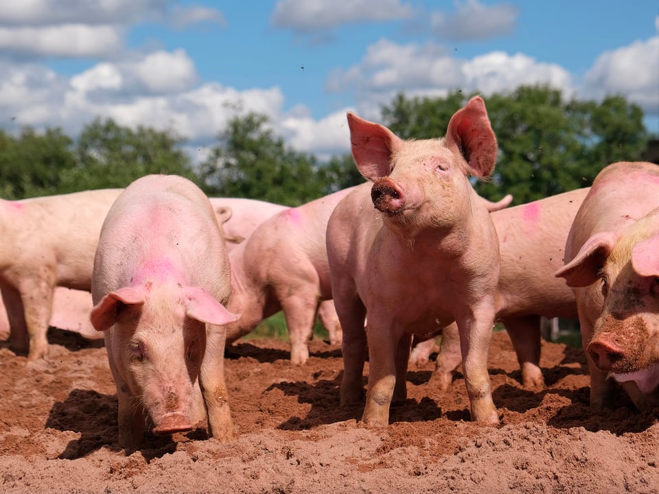 Several pink-colored pigs standing in brown mud, with green trees and a cloudy blue sky in the background
