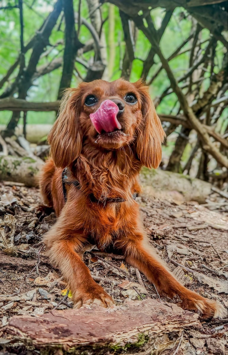 A cute dog licks his own face.
