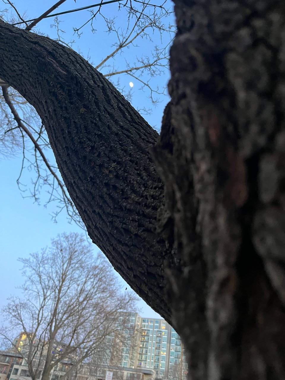 small distant moon framed by tree trunk and thick branch in blue sky