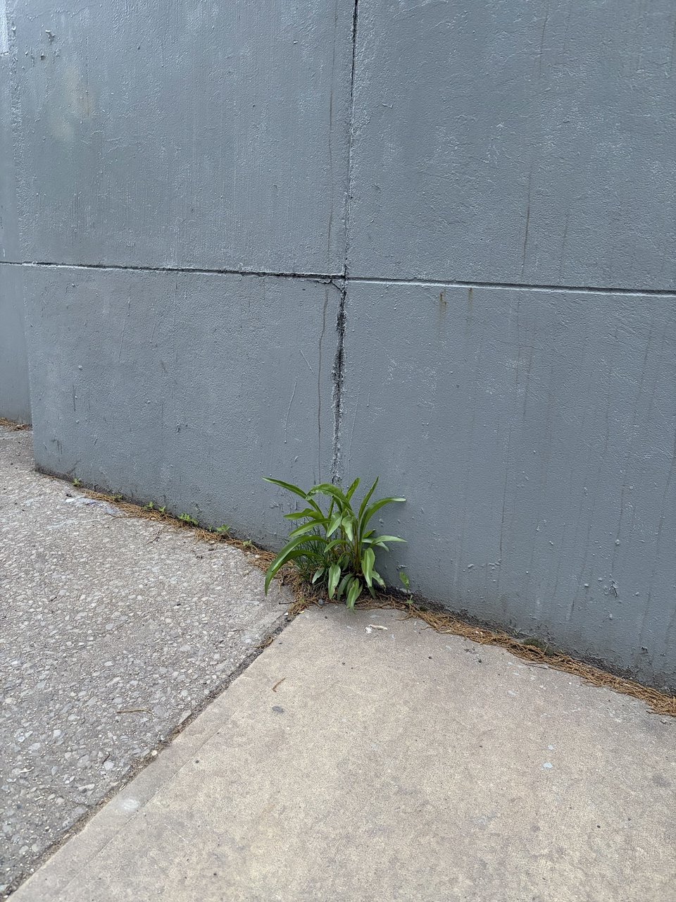 weed in concrete