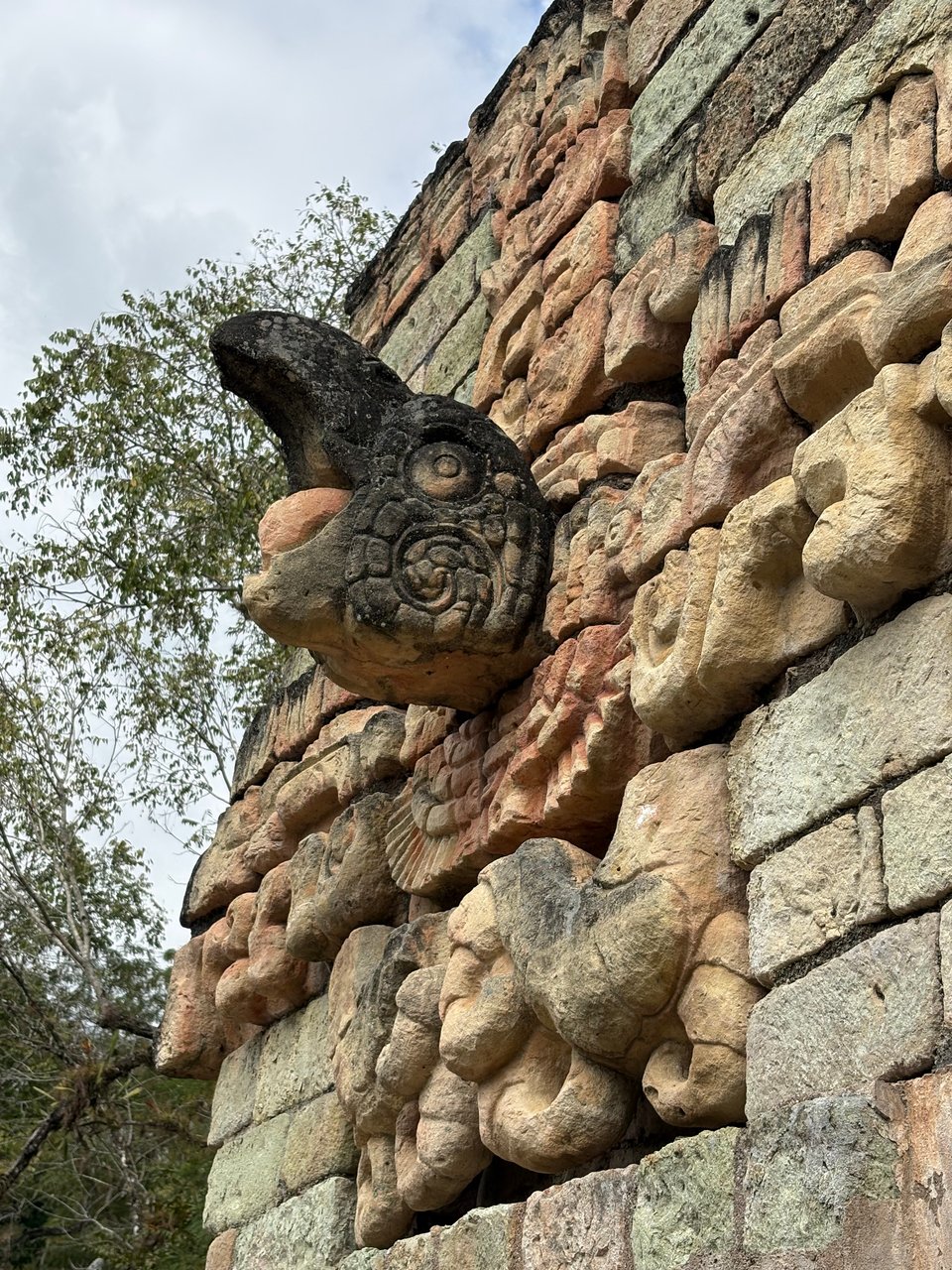Side view of macaw head with an open mouth and visible tongue