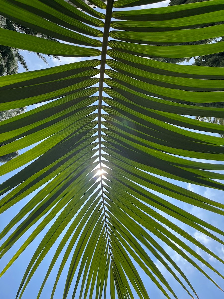 a palm leaf