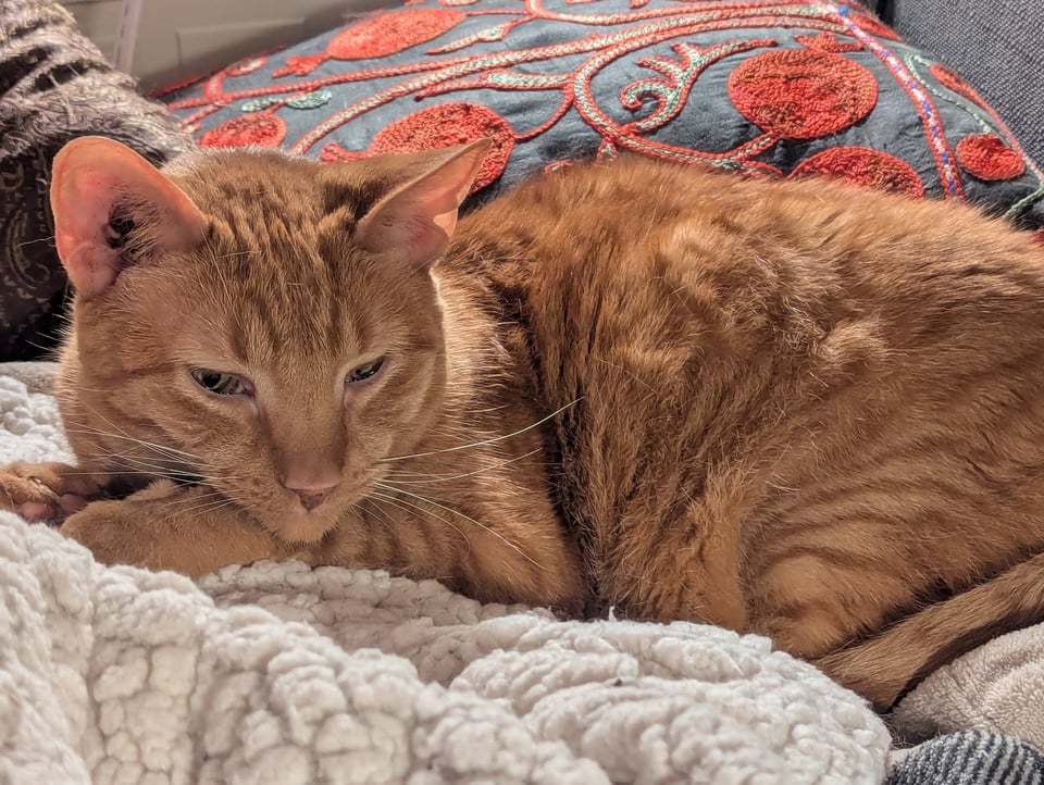A striped orange tabby on a fluffy white blanket, piles of embroidered pillows behind him