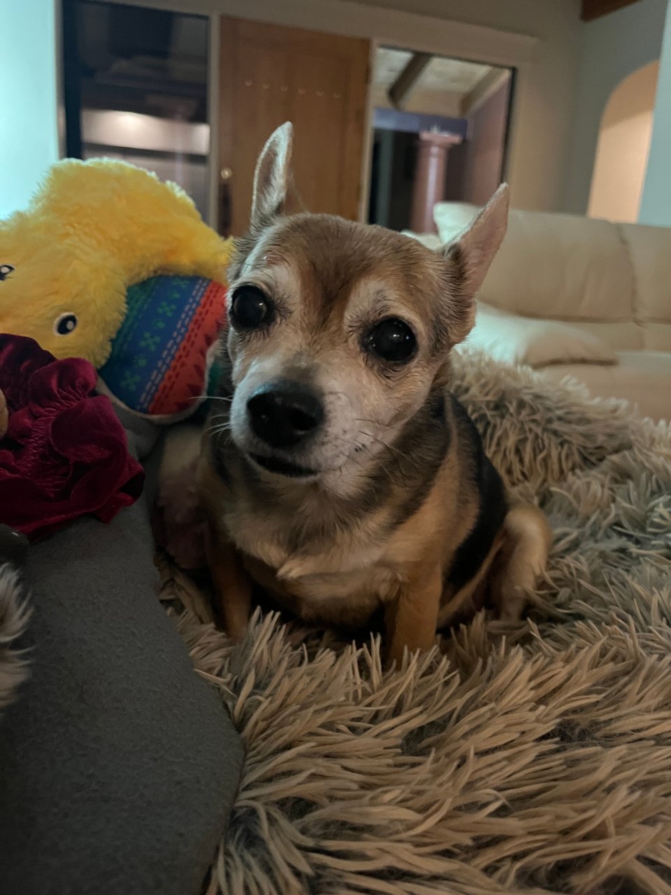 my small dog who I love more than life
