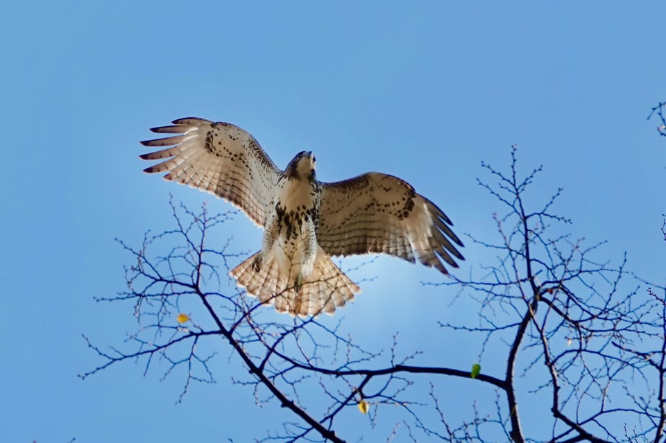 A photo of the underside of a red-tailed hawk as it soars above some wintry tree branches against a pale blue sky
