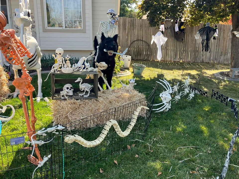 Skeleton animals decorate a yard and fence, including skeleton spiders and a snake.
